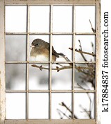 Old Window Pane - Bird Old Window Pane - Bird
