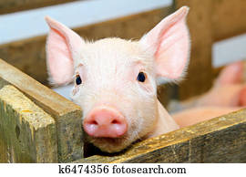 Pig Pig
