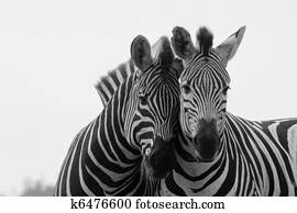zebra zebra