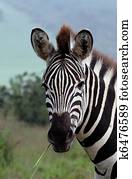 Zebra Zebra