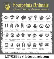 מסלולים של בעל החיים, -, צפון אמריקאי, בעלי חיים