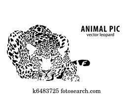 leopard leopard