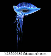 Physalia Physalia