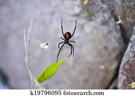 Venomous Black Widow Spider Venomous Black Widow Spider