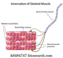 של השלד, muscle,