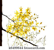 Blossom of the Golden Shower Tree isolated on white Blossom of the Golden Shower Tree isolated on white