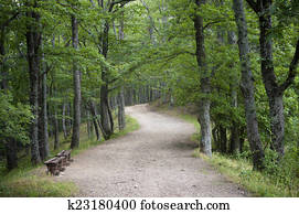 Forest path Forest path