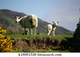 Sheep with lamb on pasture in Scotland Sheep with lamb on pasture in Scotland