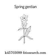 Spring gentian Gentiana verna Spring gentian Gentiana verna
