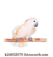 The salmon-crested cockatoo on white