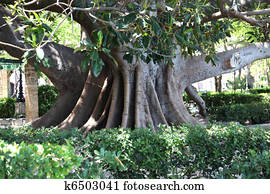 شجرة المطاط Ficus Elastica ألبوم الصور K52688893 Fotosearch