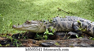 jacaré, costas, madeiras, pântanos, de, Louisiana.

