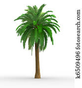 Palm Palm