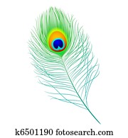 Peacock feather Peacock feather