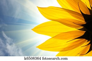Sunflower Sunflower