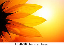 Sunflower Sunflower