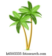 Tropical palm trees Tropical palm trees