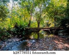 Tropical Rainforest Tropical Rainforest
