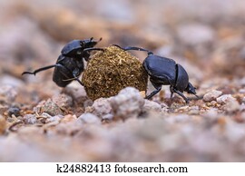 zwei, moiling, starke, dung, käfer