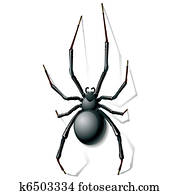 אלמנה שחורה, עכביש