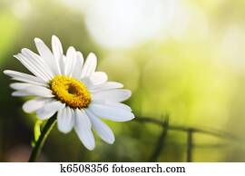 יפה, חיננית, פרוח