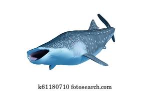 a whale shark a whale shark