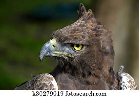 Close-up photo of a Martial Eagle.