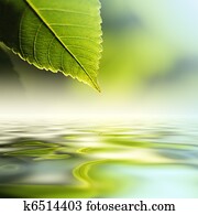 Leaf over water