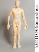 Medical acupuncture model of human on gray background Medical acupuncture model of human on gray background