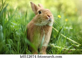Rabbit in green grass Rabbit in green grass
