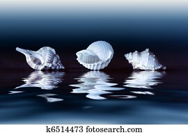Sea shells