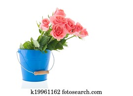 Pink Roses Bucket Images and Stock Photos. 663 pink roses bucket ...