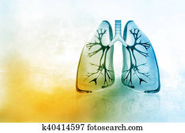 Human lungs Human lungs