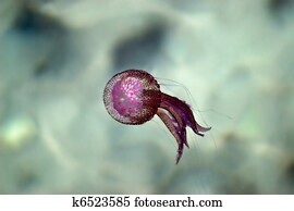 jellyfish jellyfish