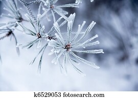 Needles in winter