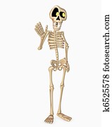 skeleton skeleton