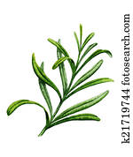 Sprig of rosemary. Watercolor illustration Sprig of rosemary. Watercolor illustration