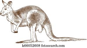 חקיקה, דוגמה, של, אפור, קנגורו