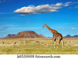 African safari African safari