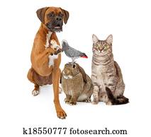 Group of Dometic Pets Sitting Together Group of Dometic Pets Sitting Together