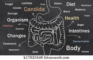 Intestines Sketch with Words
