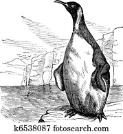 King Penguin or Aptenodytes patagonicus vintage engraving