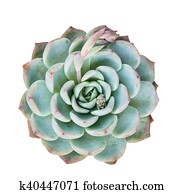 Miniature succulent plants in garden Miniature succulent plants in garden