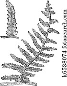 Sphenopteris, vintage engraving
