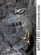 Yellow Crowned Night Heron - Galapagos Islands - Ecuador