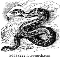 נאטאל, נדנד, פיתון, או, פיתון, sebae, natalensis, בציר, חקיקה