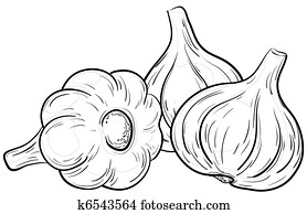 Garlic, contours Garlic, contours