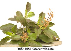 Holy basil thulsi on stone plate Holy basil thulsi on stone plate