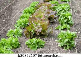 Lettuce Garden Lettuce Garden