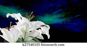 Pure White Lilies 